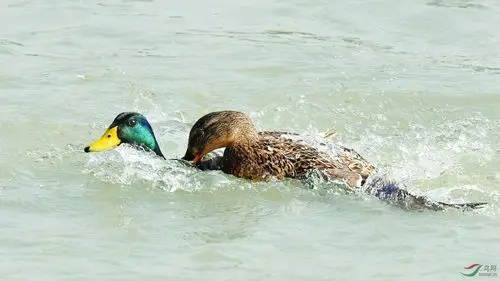 震撼母鸭把公鸭按在下面整反了