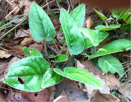 老人们说的"金锁匙"有谁知道是什么草药吗?