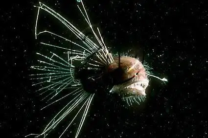 这种深海鱼很奇特的一点是雄性和雌性比要小好多,而且样子也不一样