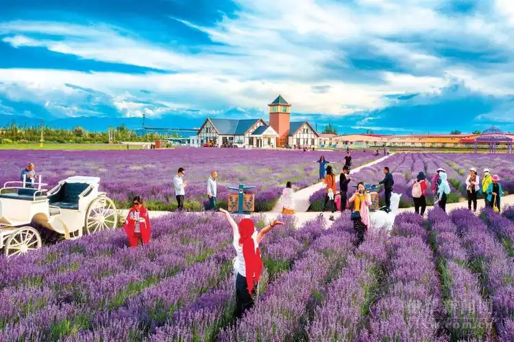 大美新疆芳香伊犁第十一届薰衣草产业高质量发展论坛开幕