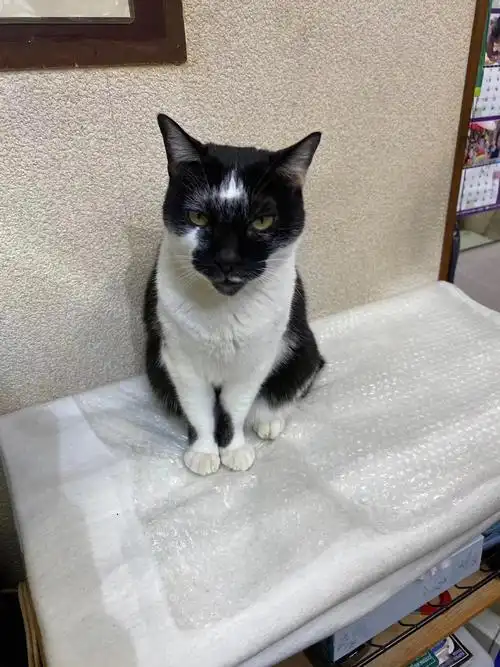 日本中古店里的丑丑猫