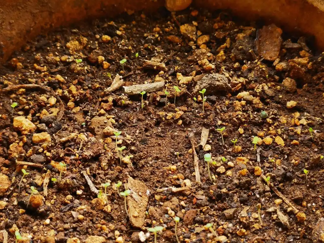 听说薄荷驱蚊种下了.小苗🌱第三天