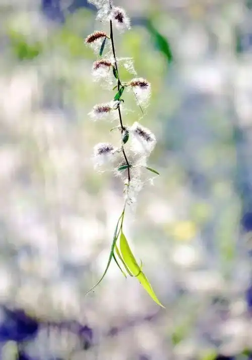 柳絮传情|张国雄