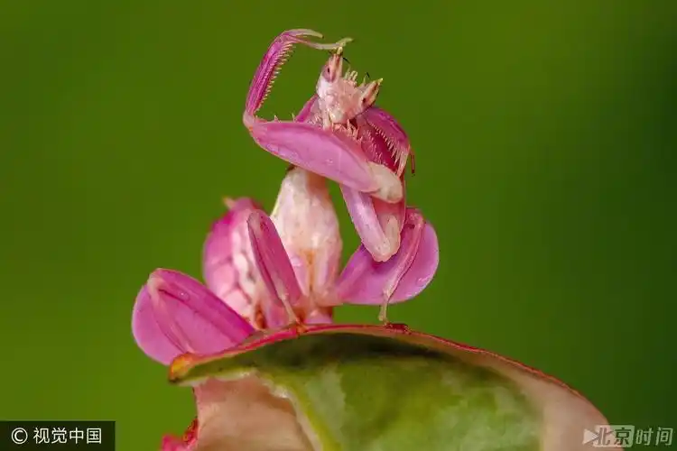 世界最美螳螂"兰花螳螂"