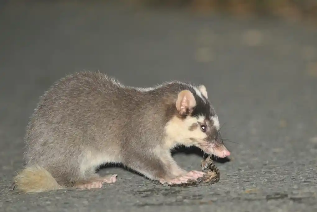 獾是属于什么动物?