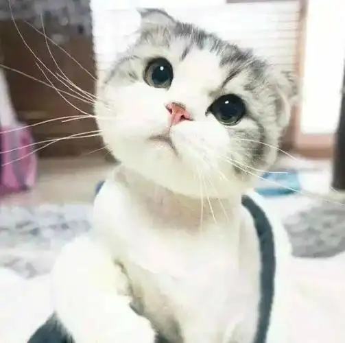 性格活泼可爱的它获得多少女孩的芳心苏格兰折耳猫