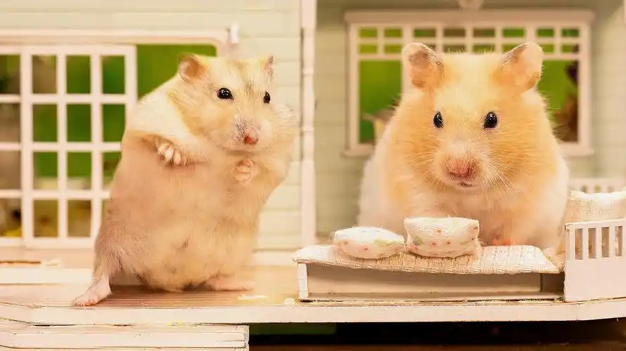 可爱小仓鼠日常生活集锦