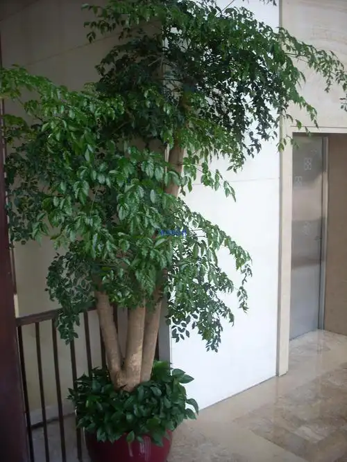 幸福树太高了从头锯下来会死了不