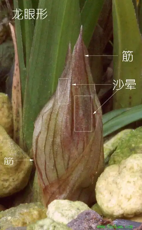 兰花品种鉴别图谱兰花识别神器