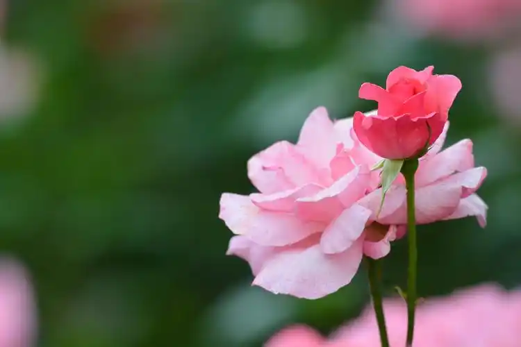 粉色月季花,原创拍摄__财经头条