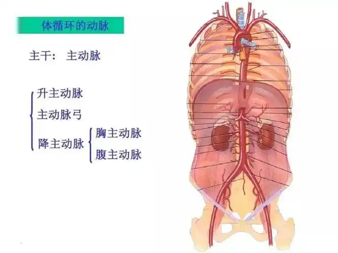 病变多见于主动脉弓及其分支,其次为降主动脉,腹主动脉和肾动脉.