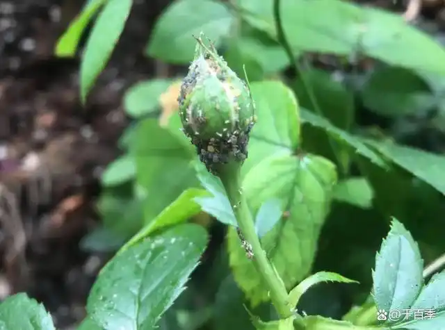 月季蚜虫大爆发,密集恐惧症要犯了!试试这个方法,全部剿灭!