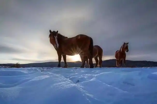 微点评,上头条——《北极马》作者:孟庆国