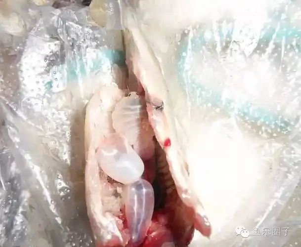 寄生虫鱼怪除了危害鱼还有别的用处