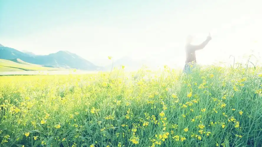 非主流,油菜花,背影,唯美,诉说离别壁纸