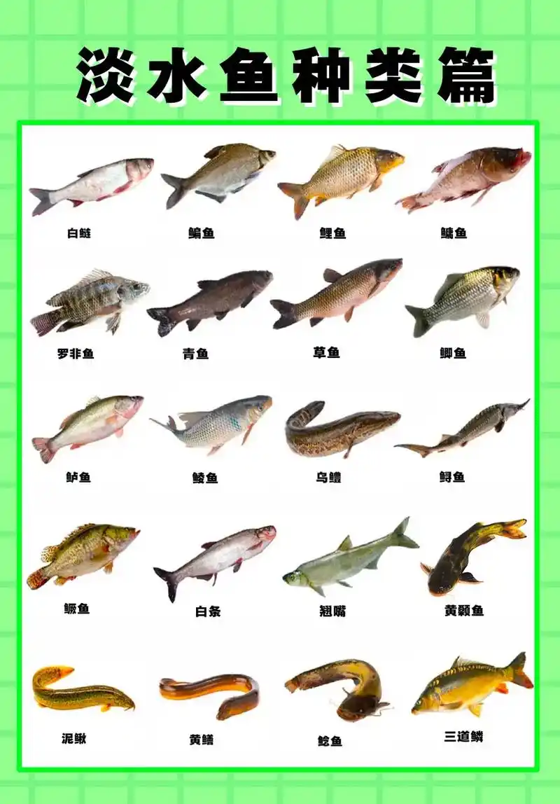草鱼,鲶鱼,青鱼,鲢鱼,淡水鲈鱼,黄鳝等等,除此之外淡水鱼类的品种还