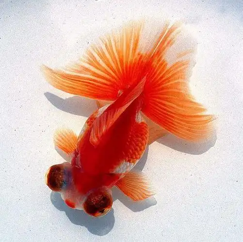 金鱼 龙睛 观赏鱼 黑龙睛 红龙睛 冷水鱼 活体 7-9厘米 黑龙睛10条