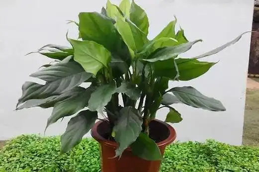 阔叶绿植有哪些(哪些是阔叶植物)_植物知识网