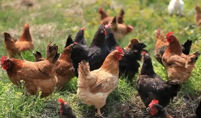 梦见一群鸡有什么含义