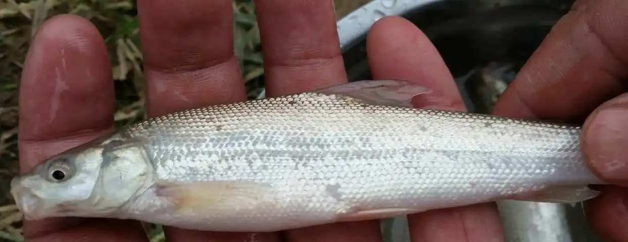 【供应】银鳕鱼简介