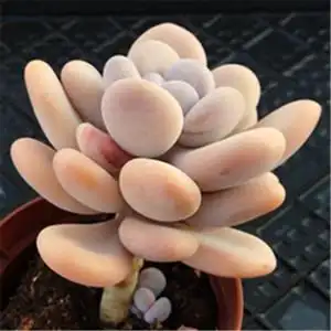 橙雪球多肉植物