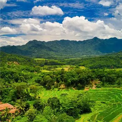绿油油的农田风景头像无人机航拍的农田图片