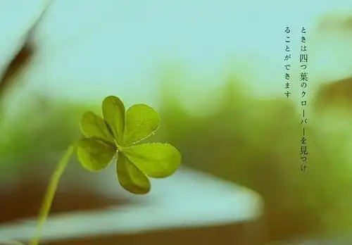 微信头像吧_图片大全_唯美四叶草唯美图片大全四叶草唯美图片大全