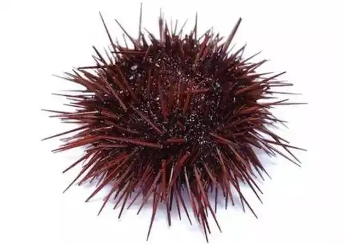 海胆说我毛扎扎的外表下是一颗柔软的心