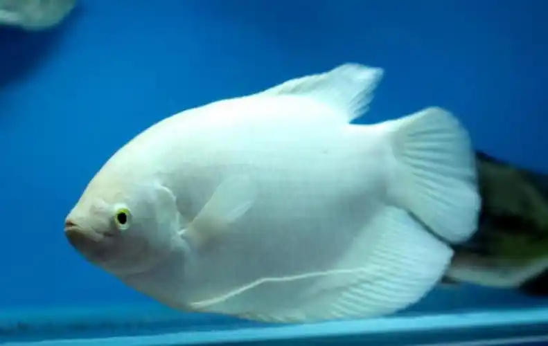 招财鱼怎么养及喂养技巧