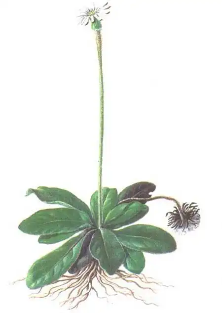 鸡爪黄连,半边莲,乌头,皂角刺,人参,牛膝,木蝴蝶,凤尾草,头顶一枝香