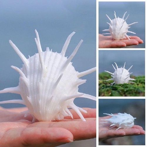 7-11cm natural sea chrysanthemum clam, thorny thousand