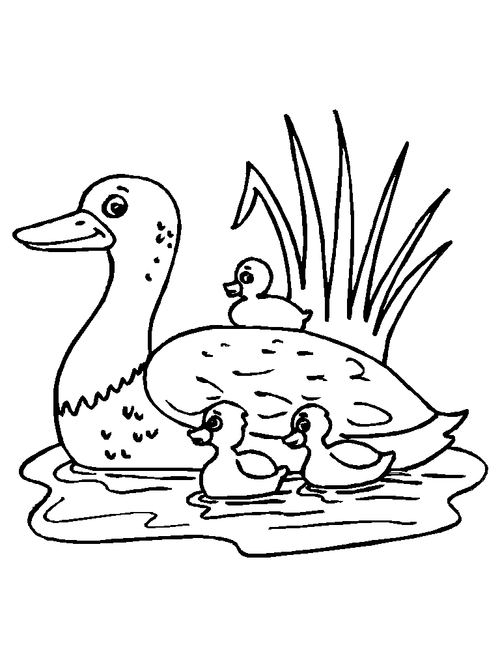 简笔画小鸭子的画法鸭子简笔画 鸭子简笔画的画法步骤怎么画游泳的小