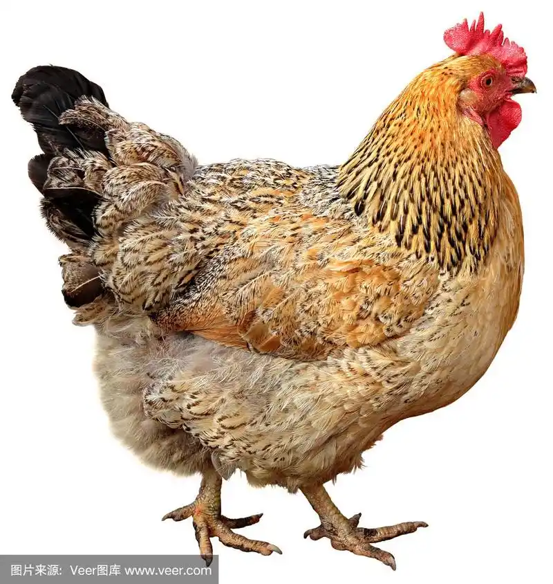 孤立在白色背景上的棕色母鸡