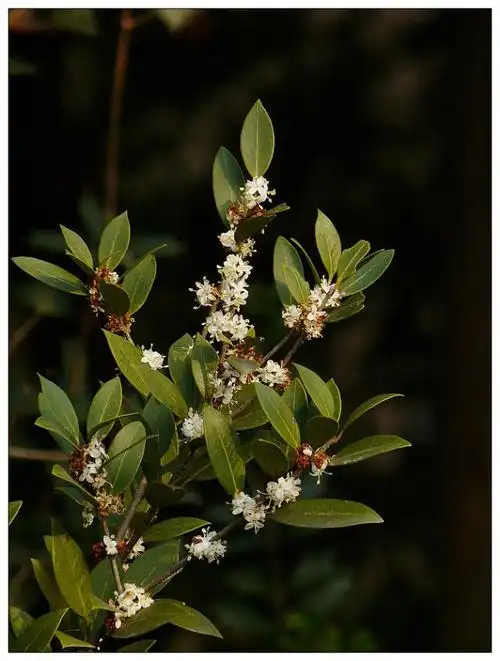 "柊树"(刺桂)--6