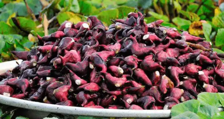 牛角一样的水果是什么