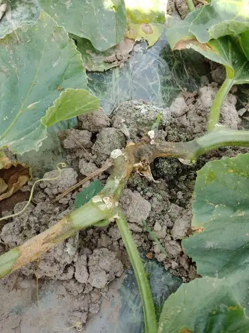 西瓜蔓枯病试验示范