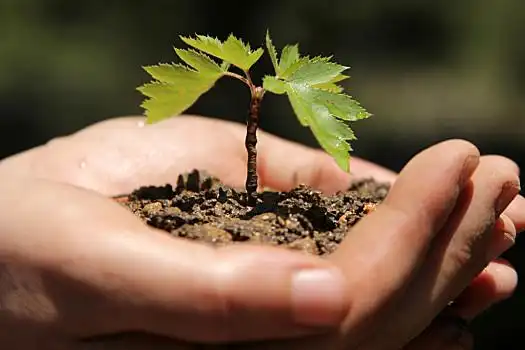 树苗,幼苗,棕榈树,自然