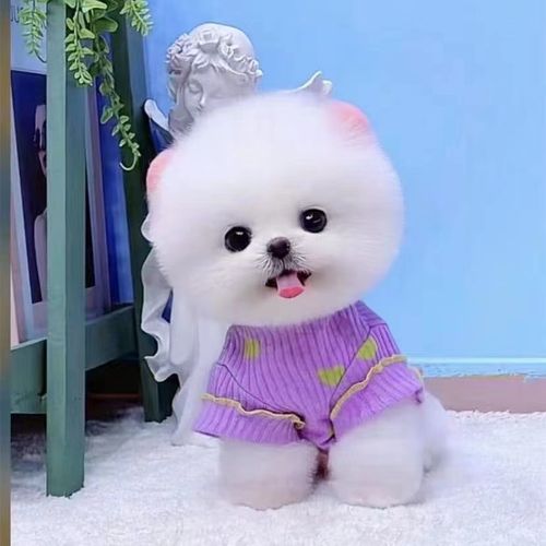 茶杯犬领养-特价促销-优惠券领取-价格|多少钱|什么