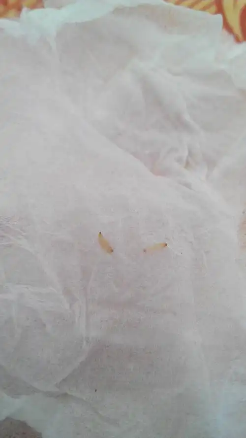 各种帮帮忙,今天在床单上发现好几条呢中小的白色的小虫子,头那里是