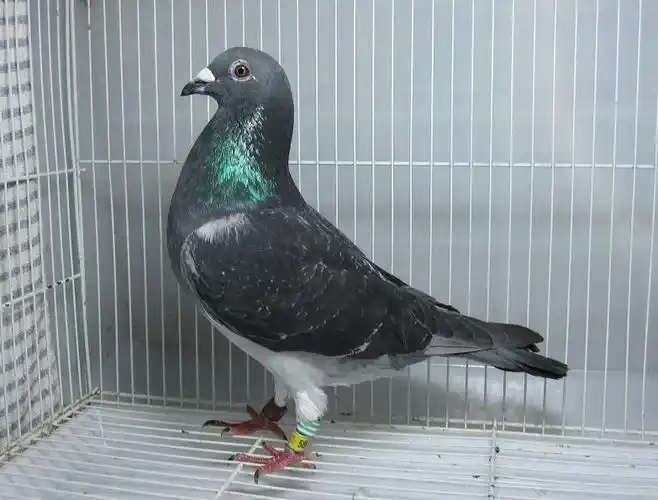 bxun两羽深雨点台雄