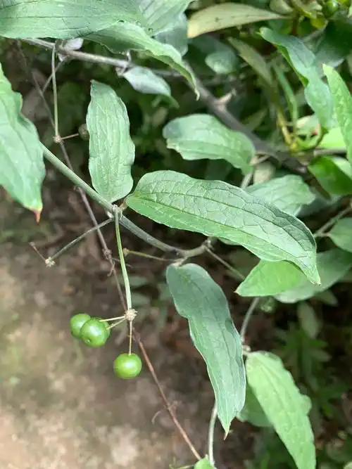 江西武夷山国家级自然保护区——牛尾菜-林草种苗网