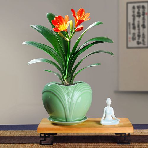 君子兰盆栽含盆绿植四季阳台花卉带盆好养易活大时令草本花卉