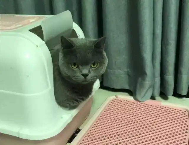 猫咪粑粑那么臭,我们夏天该怎么办?