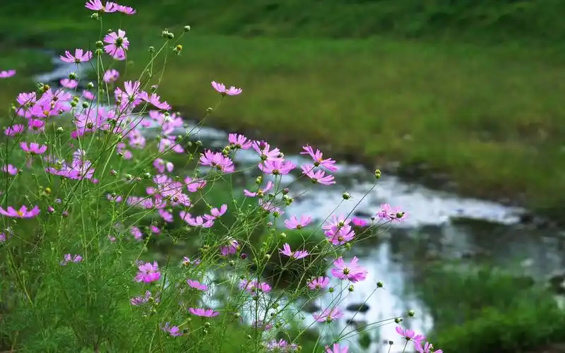 空镜头视频素材夏季夏日小溪流河水格桑花素材分享