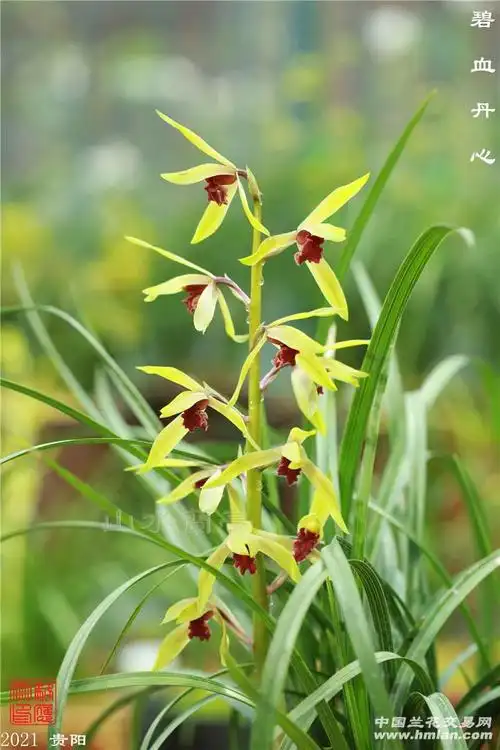 碧血丹心-蕙兰篇-中国兰花交易网社区