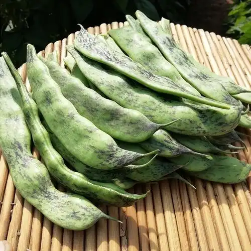 东北马掌豆角新鲜采摘现摘现发应季蔬菜保质保量新鲜豆类