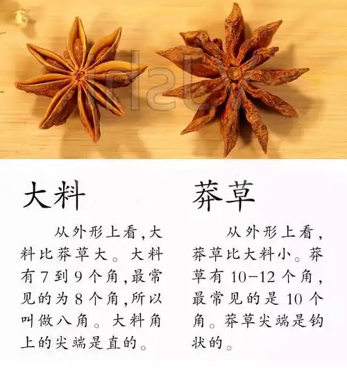 一招识别八角和毒莽草