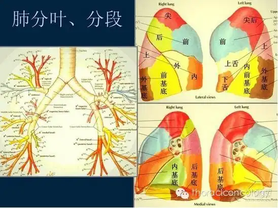最详尽的图文解说肺部分段解剖