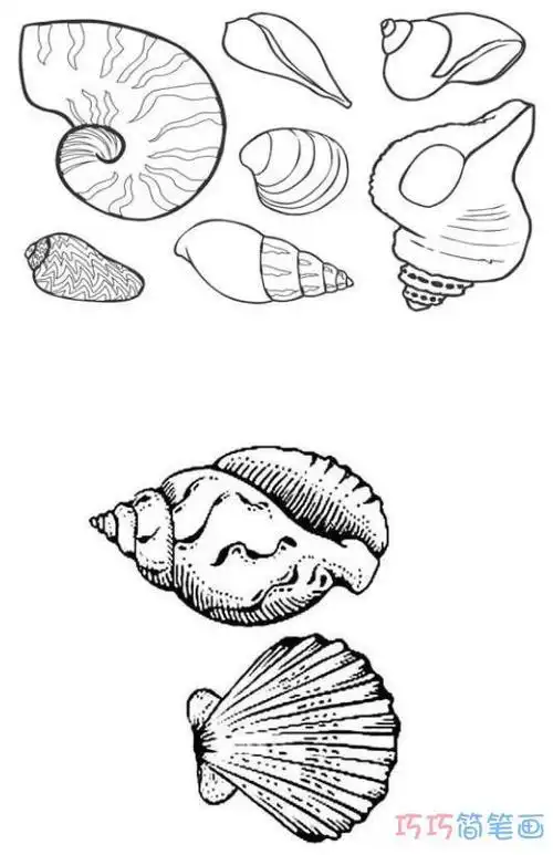怎么画各种海螺贝壳简笔画画法教程简单