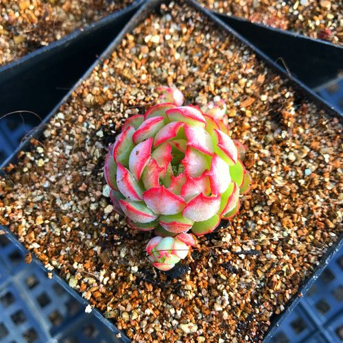 满额包邮多梦幻玫瑰新品可爱爱小萌肉含盆土发多肉植物